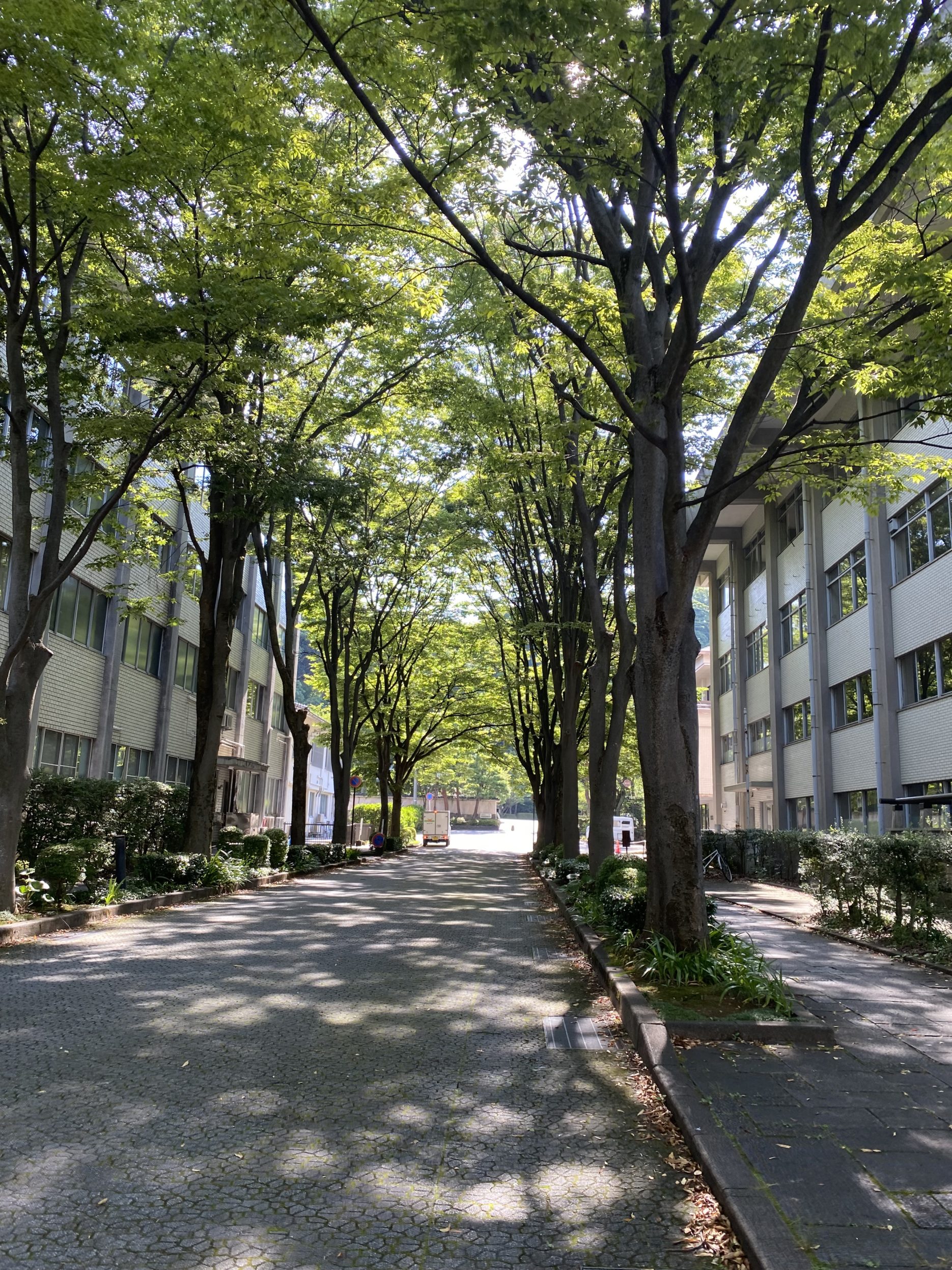 朝の日差しがきれい